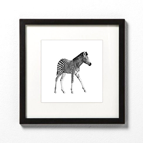 Prints: Brennan Seward Prints - Zebra