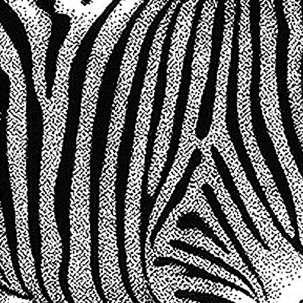 Prints: Brennan Seward Prints - Zebra