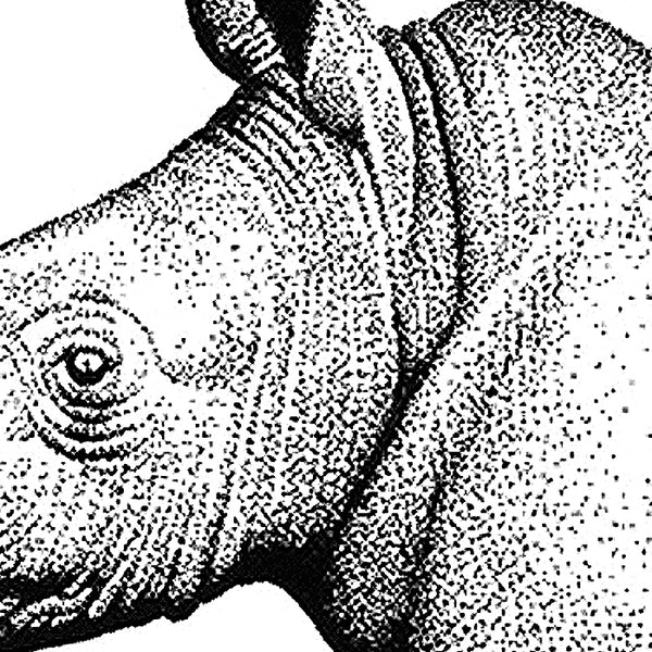 Prints: Brennan Seward Prints - Rhino