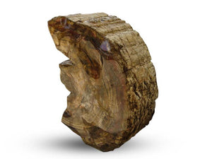 Petrified Wood Sculpture